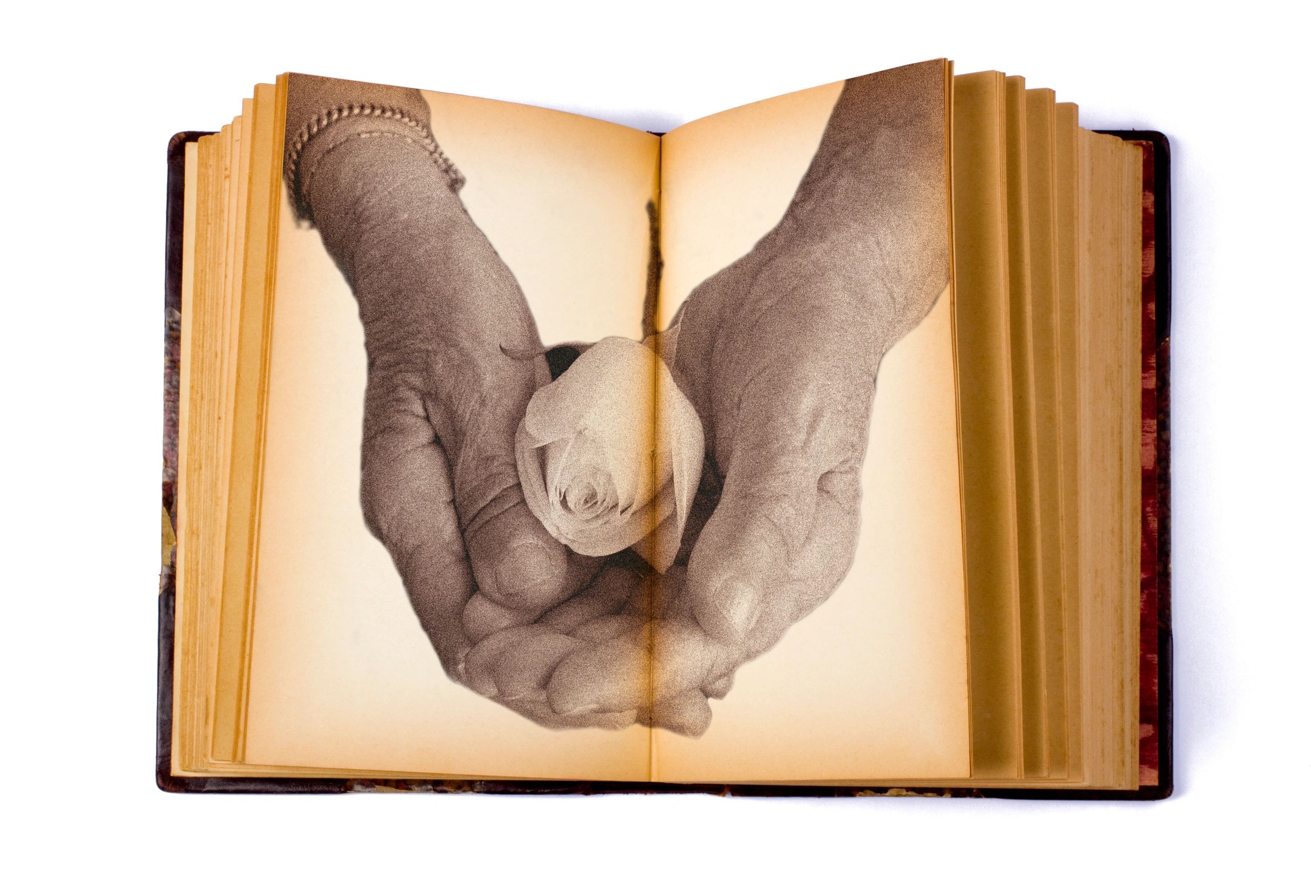 Open book with hands and a flower